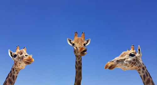 Giraffes against clear blue sky