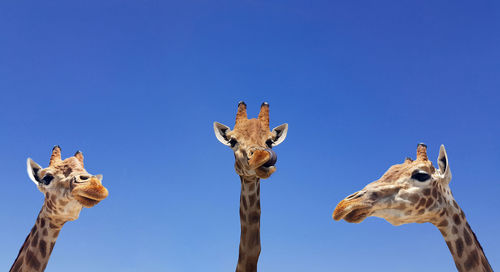 Three giraffes with blue sky as background color. giraffe, head and face against a blue sky without 