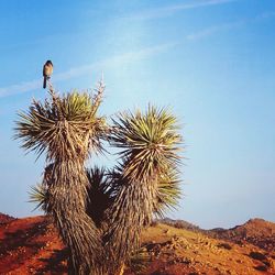 Cactus perching on tree against sky