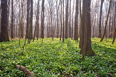 Trees growing in forest