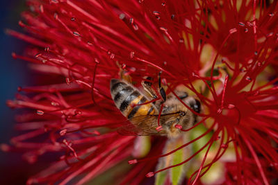 Close-up of insect on red flower