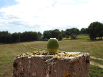 Close-up of fruit on tree stump