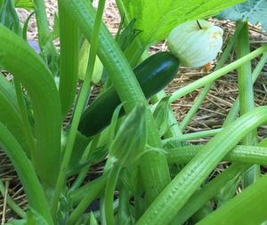 Close-up of plants growing on field