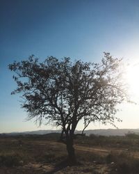 Tree on field against clear sky