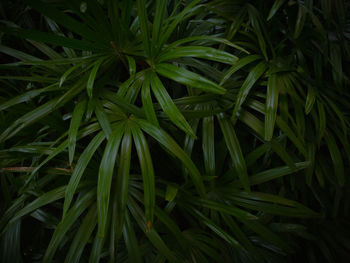 Full frame shot of plants