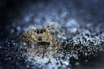 Close-up of spider