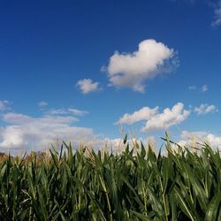 Scenic view of field against cloudy sky