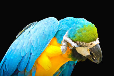 Close-up of blue parrot perching on black background