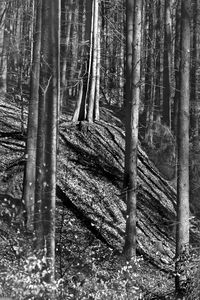 Trees in forest