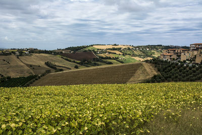Scenic view of agricultural field against sky