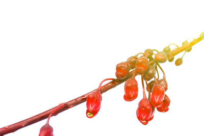 Close-up of red berries on white background