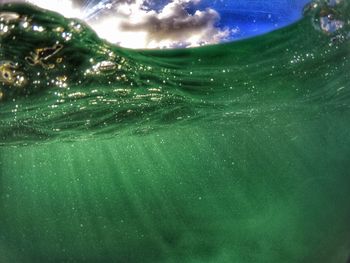 Close-up of jellyfish swimming in sea