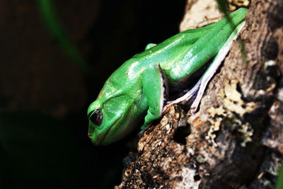 Close-up of green frog on tree 