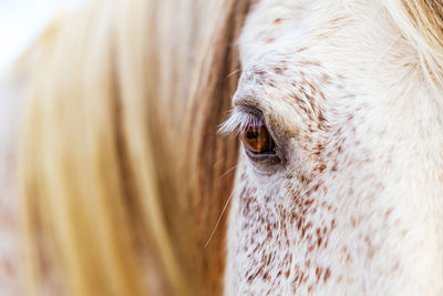 White lusitano mare, eye details close up, horses eyes and mane.