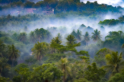 Panoramic view of waterfall in forest