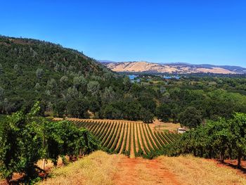 Scenic view of volcanic mountains and vineyard against blue sky