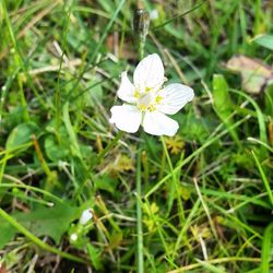 Close-up of white flowers blooming in field