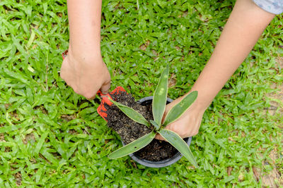 Low section of person wearing shoes on grass