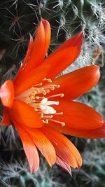 Close-up of orange flower