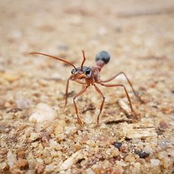 Close-up of ant at beach