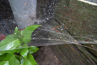 Close-up of wet spider web on plant leaves