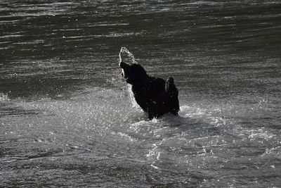 Dog running in a water