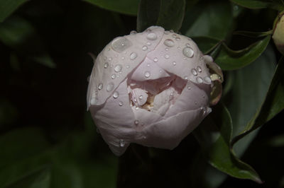 Close-up of water drops on flower