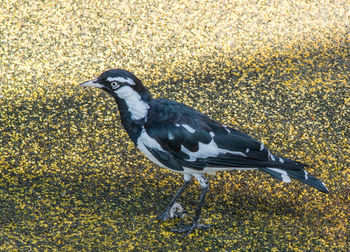 High angle view of bird on land