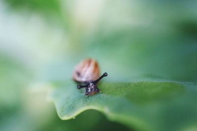 Close-up of insect on leaf