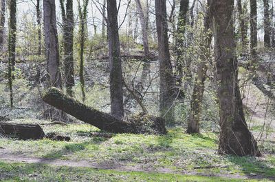 Trees in forest