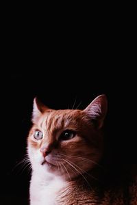 Close-up of a cat over black background