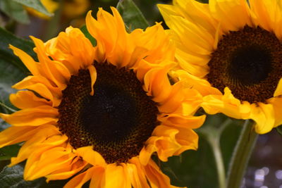 Close-up of sunflower