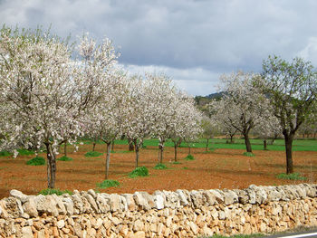 Fresh flower trees against sky
