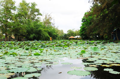 Scenic view of water lilies and trees against sky