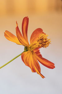 Close-up of orange lilies on white background