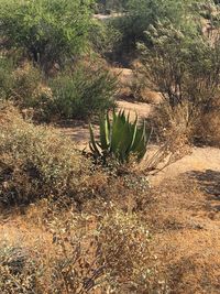 Cactus growing on landscape