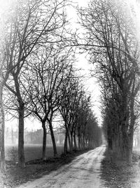 Empty road along trees