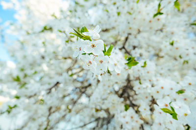 Brightly blooming tree on clear blue beautiful sky background, cherry blossom spring content