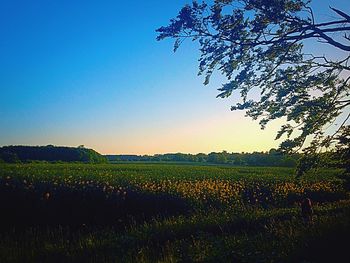 Scenic view of field against clear sky