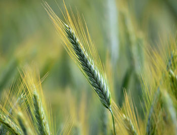 Close-up of wheat growing on field