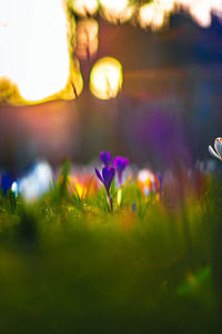 Close-up of purple flowering plant on field