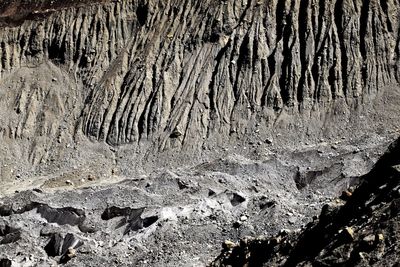 Full frame shot of tree trunk