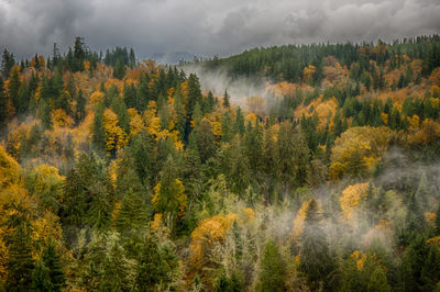 Scenic view of pine trees in forest against sky
