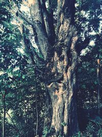 View of tree in forest