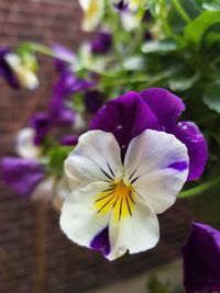Close-up of purple iris