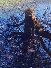 Reflection of trees in water