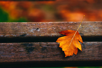 Close-up of dry maple leaves on wood