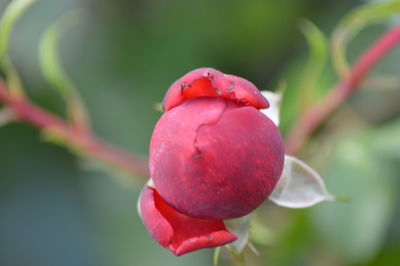 Close-up of red berries on plant