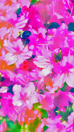 Close-up of pink flower