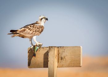 Osprey     